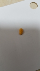 Marchalina hellenica