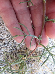 Chaenactis fremontii