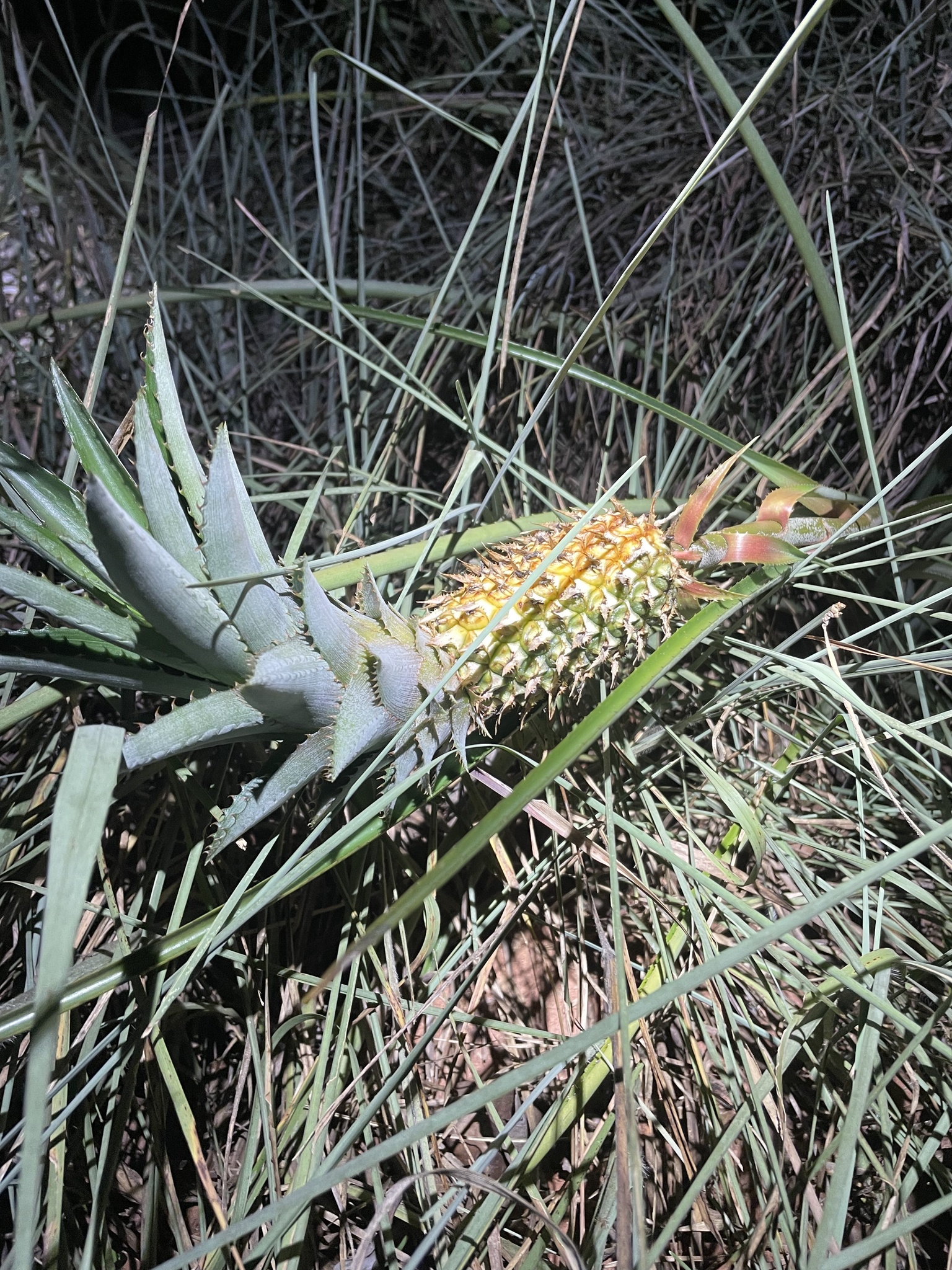 Abacaxi