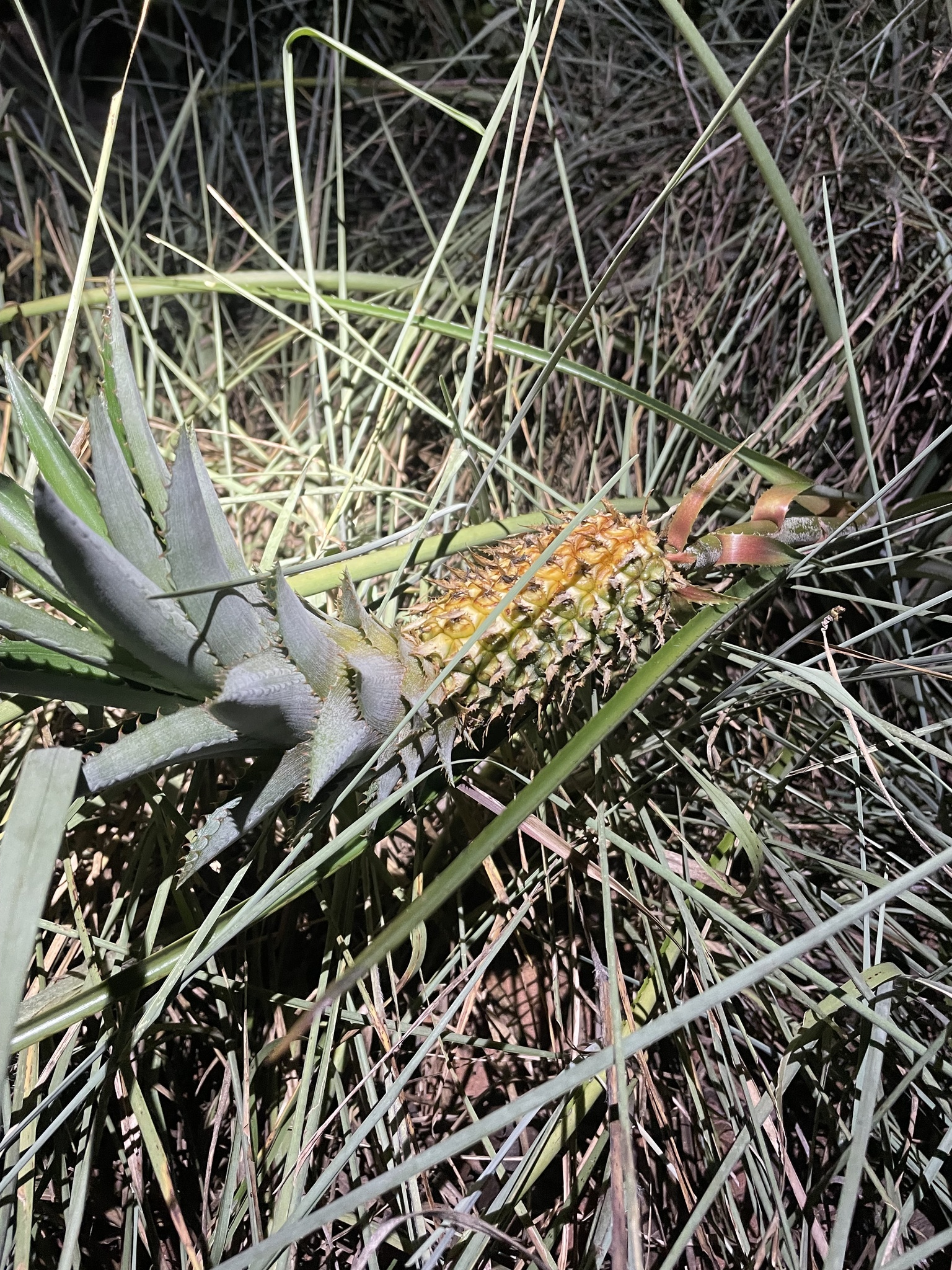 Abacaxi