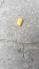 Marchalina hellenica