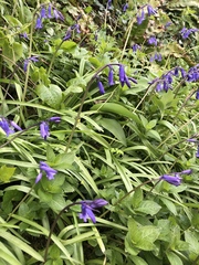 Hyacinthoides non-scripta