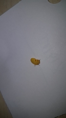 Marchalina hellenica