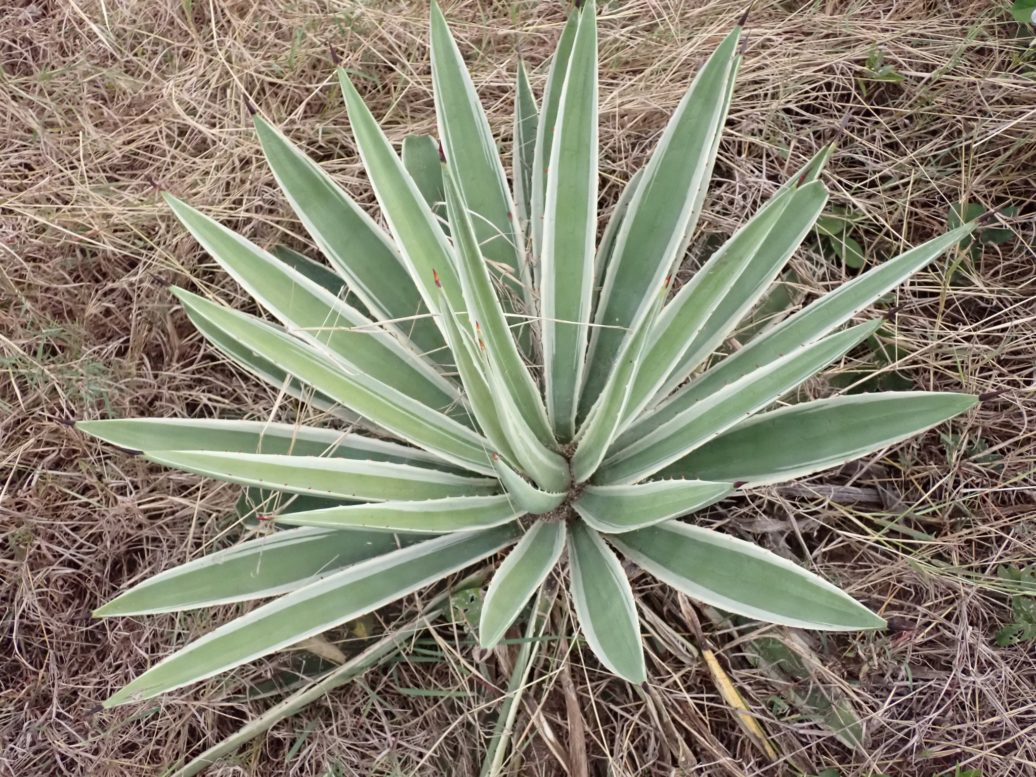Imagem de Sisal
