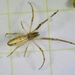 Silver Long-jawed Orbweaver - Photo (c) Jerry Kosanovich, some rights reserved (CC BY-NC), uploaded by Jerry Kosanovich