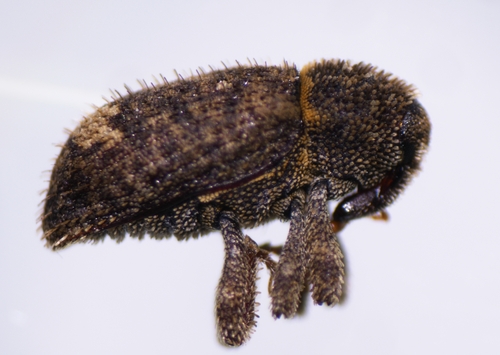 Euscepes postfasciatus, 2024-02-02