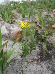 Senecio crenatus