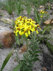 Senecio crenatus