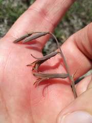 Dipcadi brevifolium