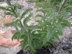 Senecio crenatus