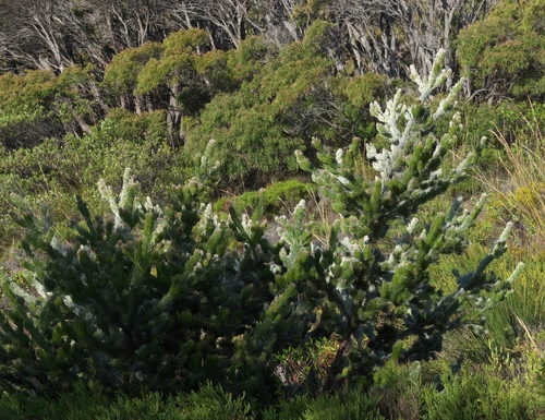 Adenanthos sericeus (Adenanthos sericeus)