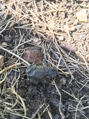 Bufotes viridis viridis