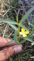 Ludwigia perennis