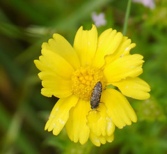 Acmaeodera neglecta