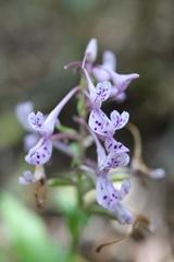 Brownleea coerulea