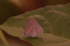 Strephonota tephraeus