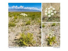 False Scurvygrass (Haloselinum falcaria)