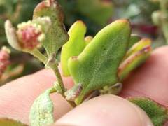 Atriplex vestita