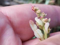 Atriplex vestita