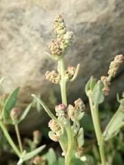 Atriplex vestita
