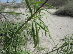 Chilopsis linearis arcuata