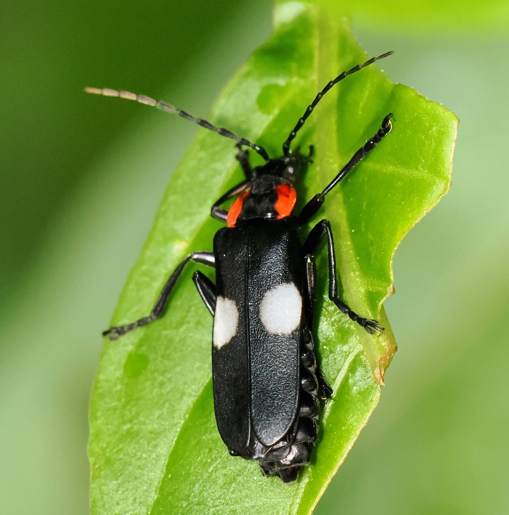 Discodon vanini