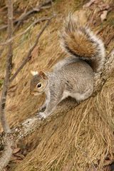 Sciurus carolinensis