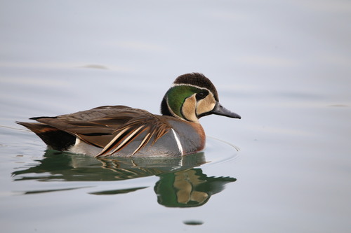 Baikal Teal, photo 9 of 9
