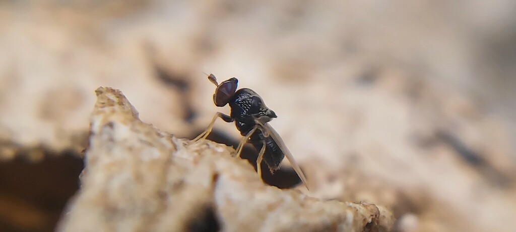 Ecchaetomyia