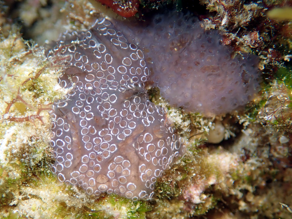 Distaplia bermudensis Van Name, 1902