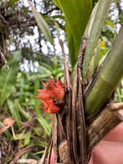 Maxillaria fulgens image