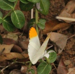 Colotis aurora