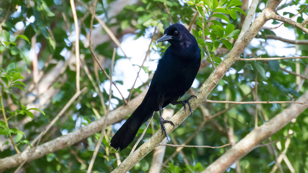 Boat-tailed Grackle from Leroy Wright Recreation Area, Cocoa, FL 32926 ...