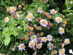 Felicia erigeroides