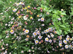 Felicia erigeroides