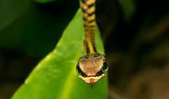 Dendrelaphis striatus