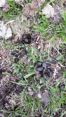 Cervus elaphus