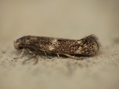 Cosmiotes freyerella