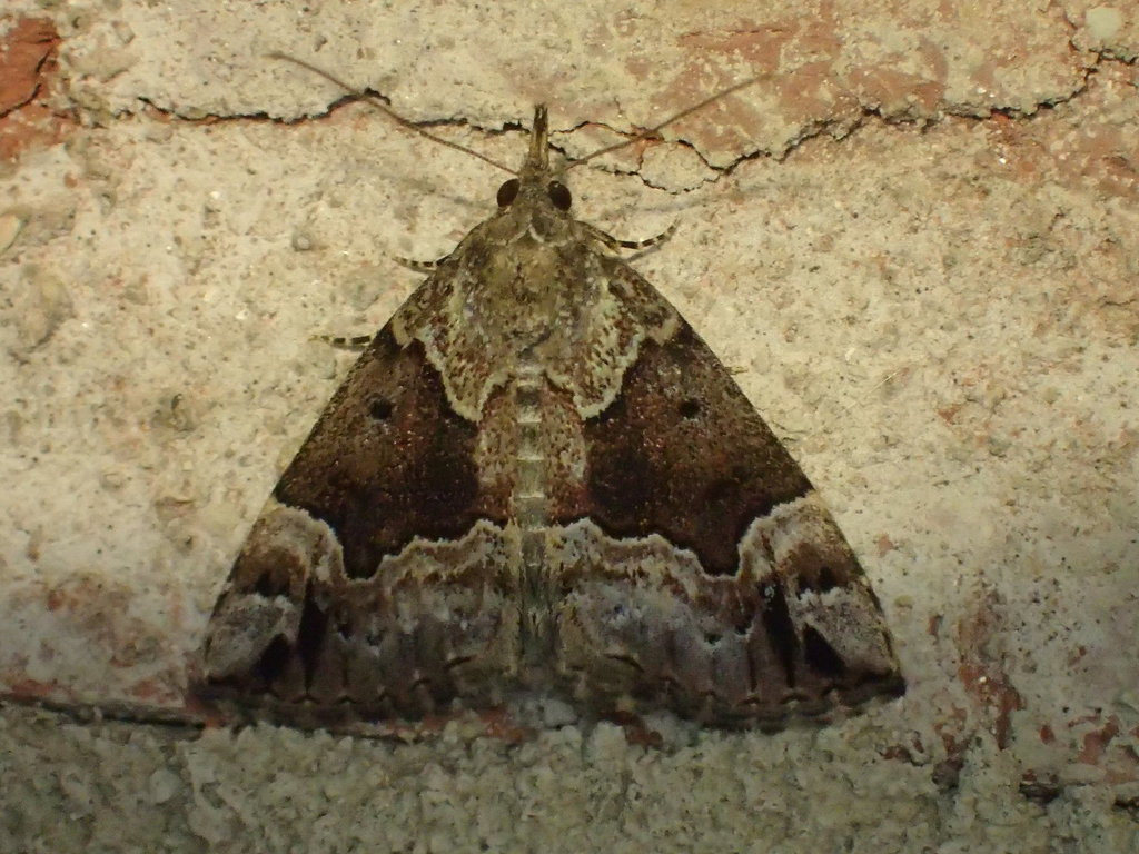 Mottled Snout