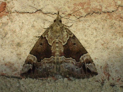 Mottled Snout