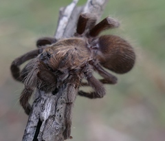 Selenocosmiinae