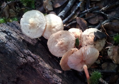 Gymnopus cockaynei
