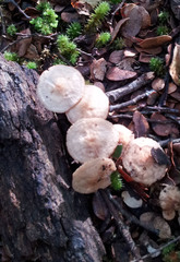 Gymnopus cockaynei