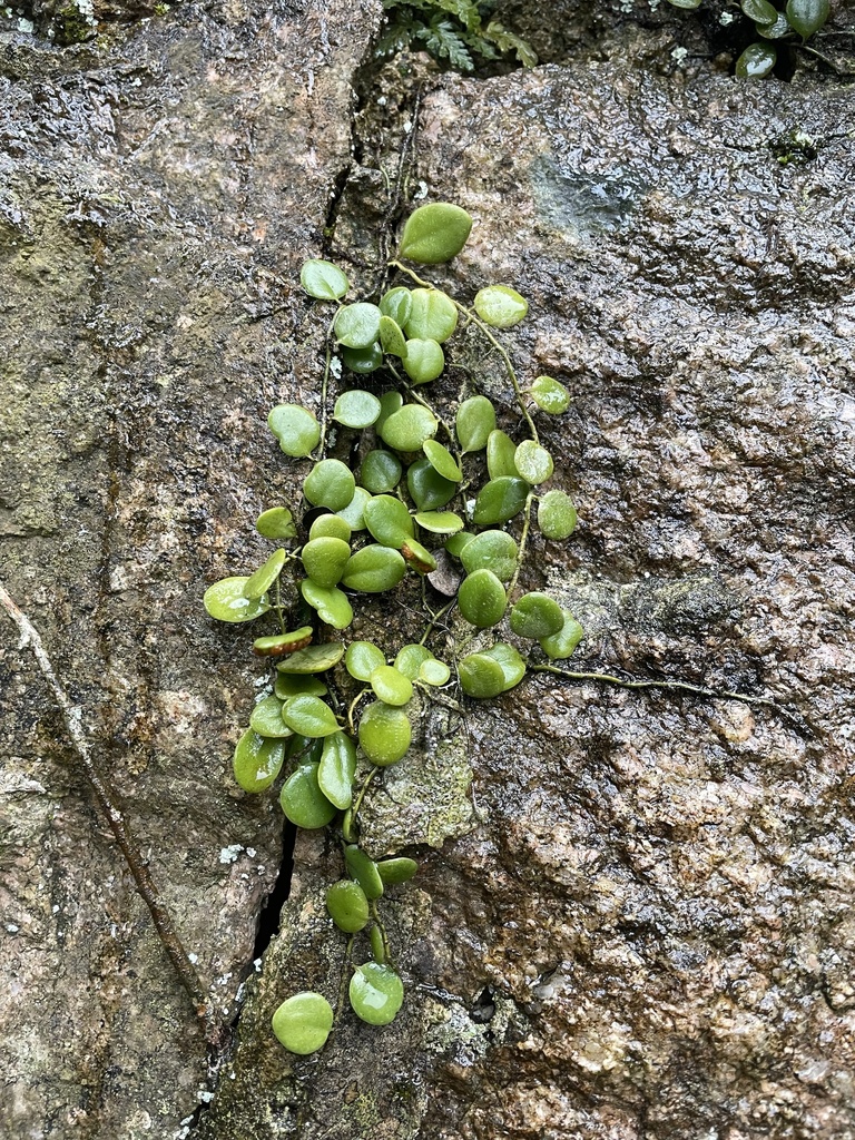 Lemmaphyllum drymoglossoides