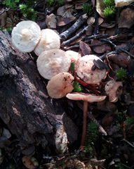 Gymnopus cockaynei