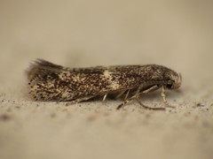 Cosmiotes freyerella
