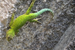 Sceloporus hondurensis