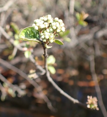 Image of Viburnum obovatum by (c) mfeaver, some rights reserved (CC BY)