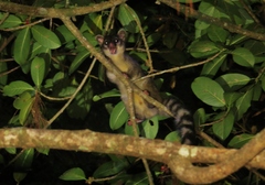 Bassariscus sumichrasti
