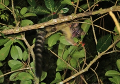 Bassariscus sumichrasti